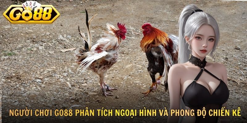 Người chơi GO88 phân tích ngoại hình và phong độ chiến kê